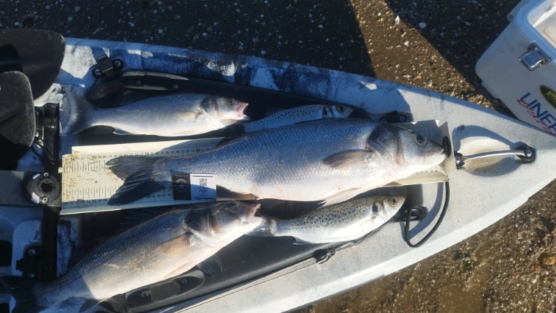 Fish Measure Picture